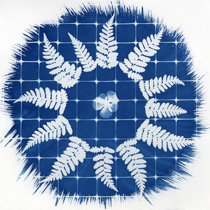 New cyanotypes on view